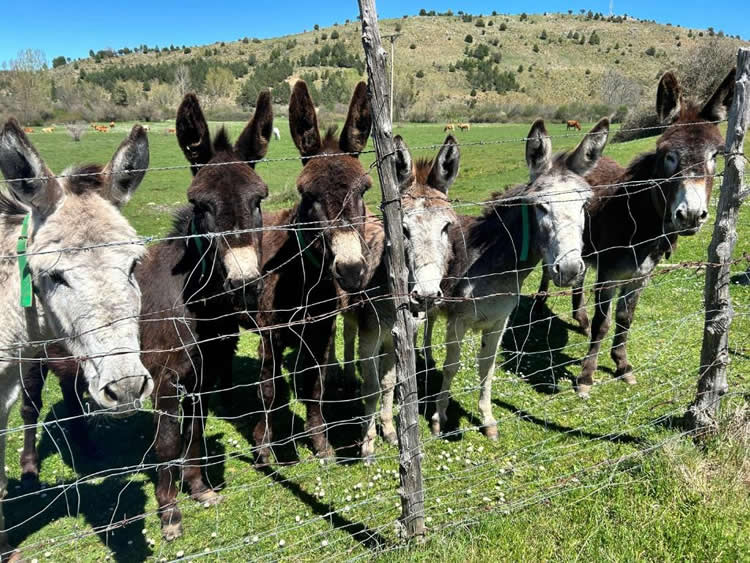 burros en vadillo Soria